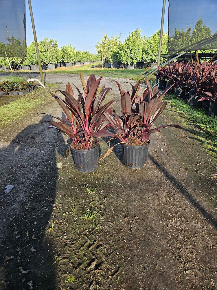 cordyline-fruticosa-auntie-lou-ti-plant-cordyline-terminalis-dracaena-terminalis