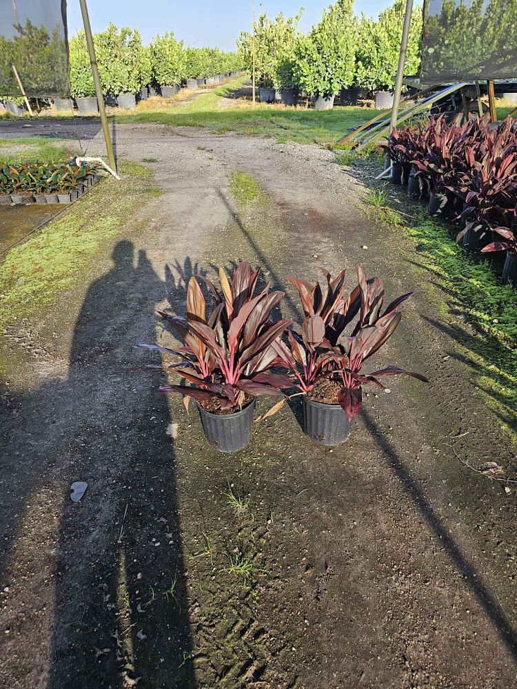 cordyline-fruticosa-auntie-lou-ti-plant-cordyline-terminalis-dracaena-terminalis