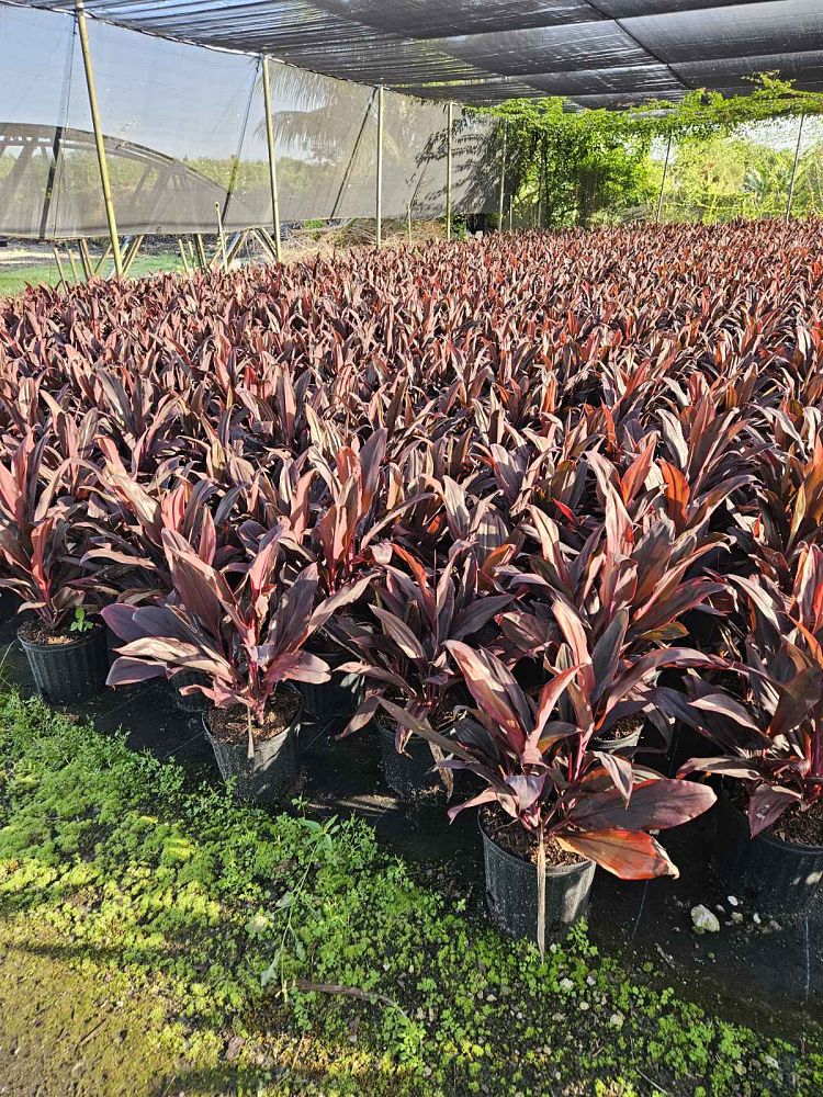 cordyline-fruticosa-auntie-lou-ti-plant-cordyline-terminalis-dracaena-terminalis