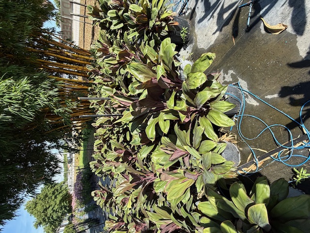 cordyline-fruticosa-auntie-lou-ti-plant-cordyline-terminalis-dracaena-terminalis