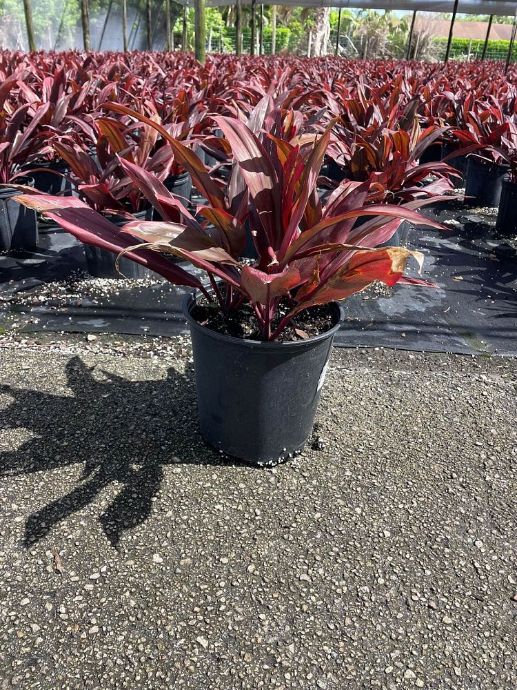 cordyline-fruticosa-auntie-lou-ti-plant-cordyline-terminalis-dracaena-terminalis