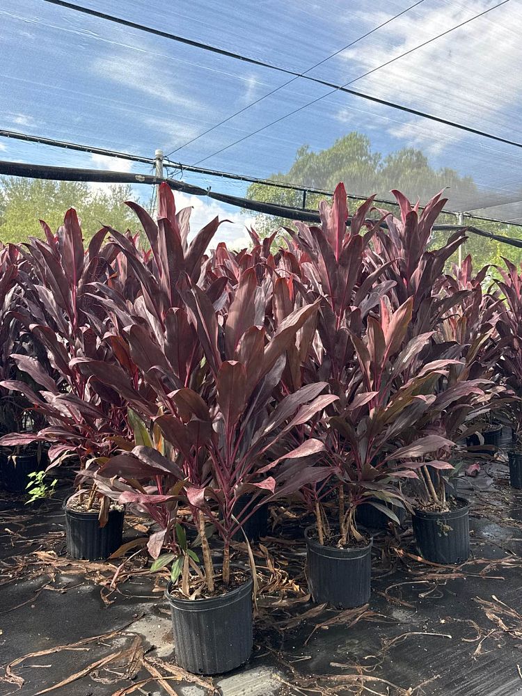 cordyline-fruticosa-auntie-lou-ti-plant-cordyline-terminalis-dracaena-terminalis