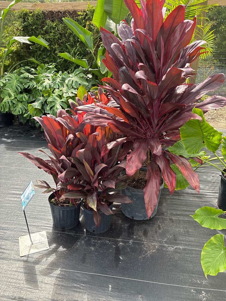 cordyline-fruticosa-auntie-lou-ti-plant-cordyline-terminalis-dracaena-terminalis