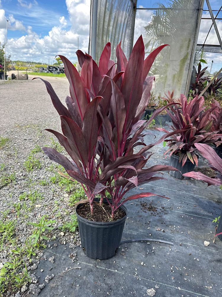 cordyline-fruticosa-auntie-lou-ti-plant-cordyline-terminalis-dracaena-terminalis