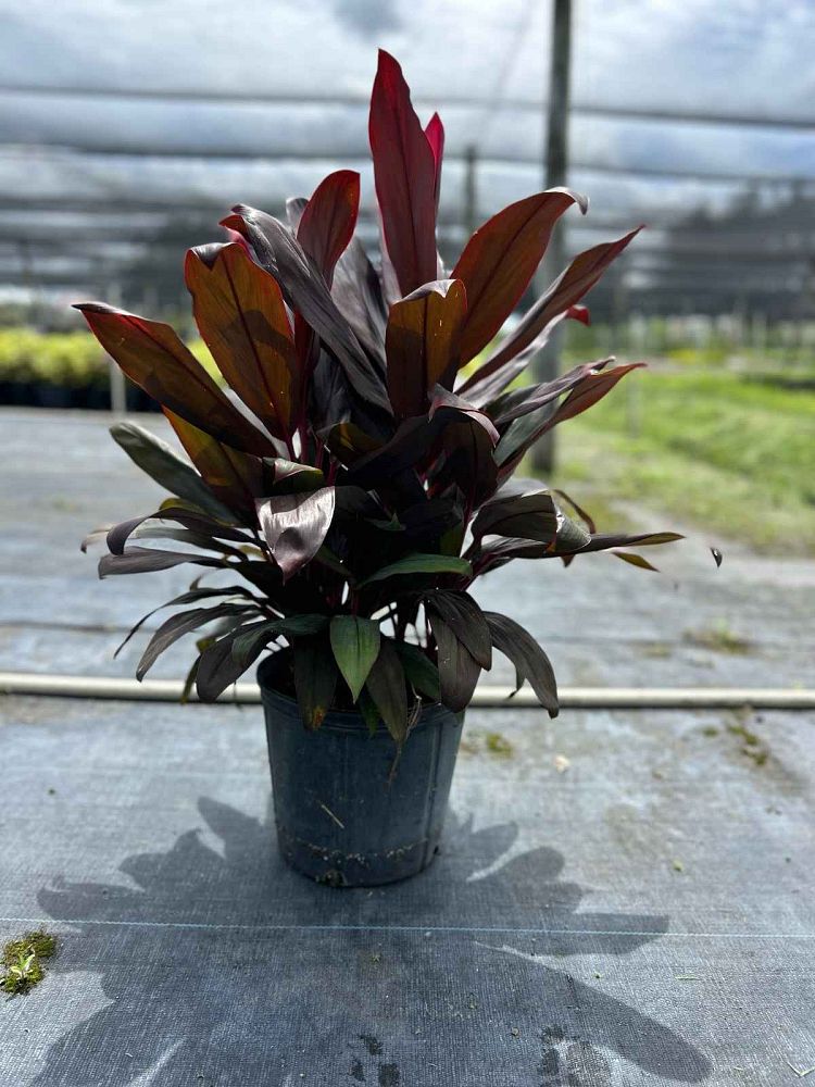 cordyline-fruticosa-auntie-lou-ti-plant-cordyline-terminalis-dracaena-terminalis