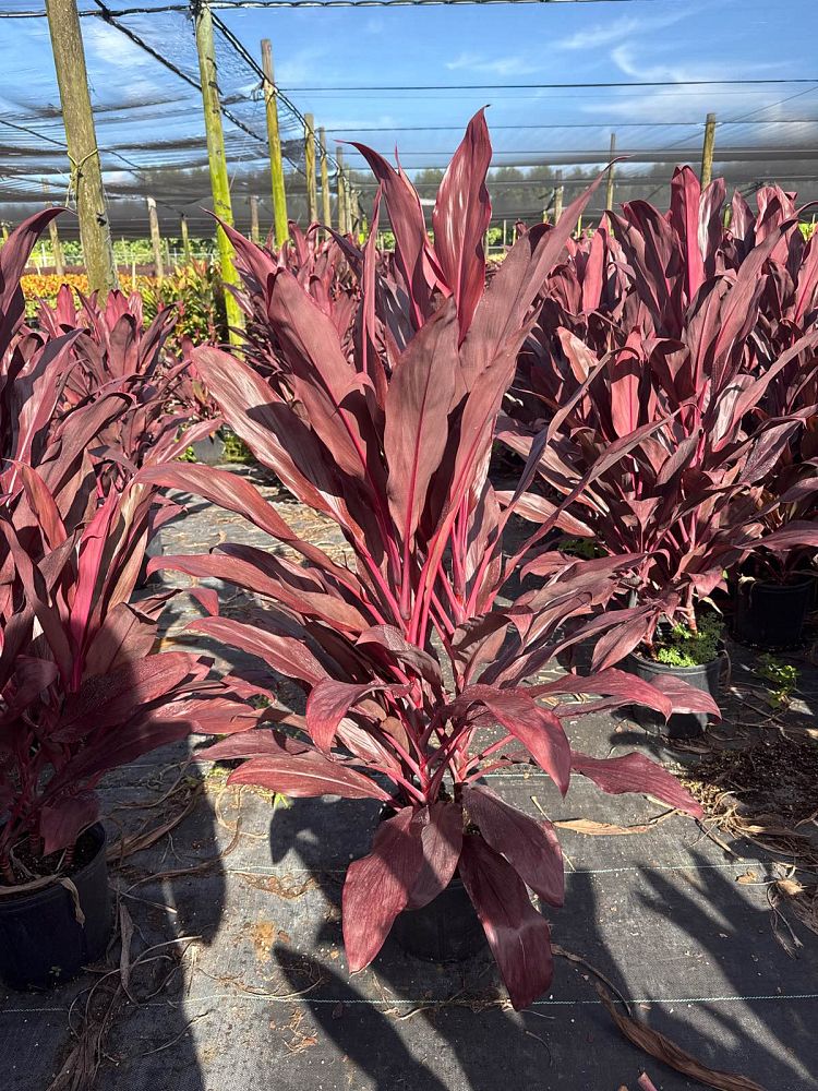 cordyline-fruticosa-auntie-lou-ti-plant-cordyline-terminalis-dracaena-terminalis