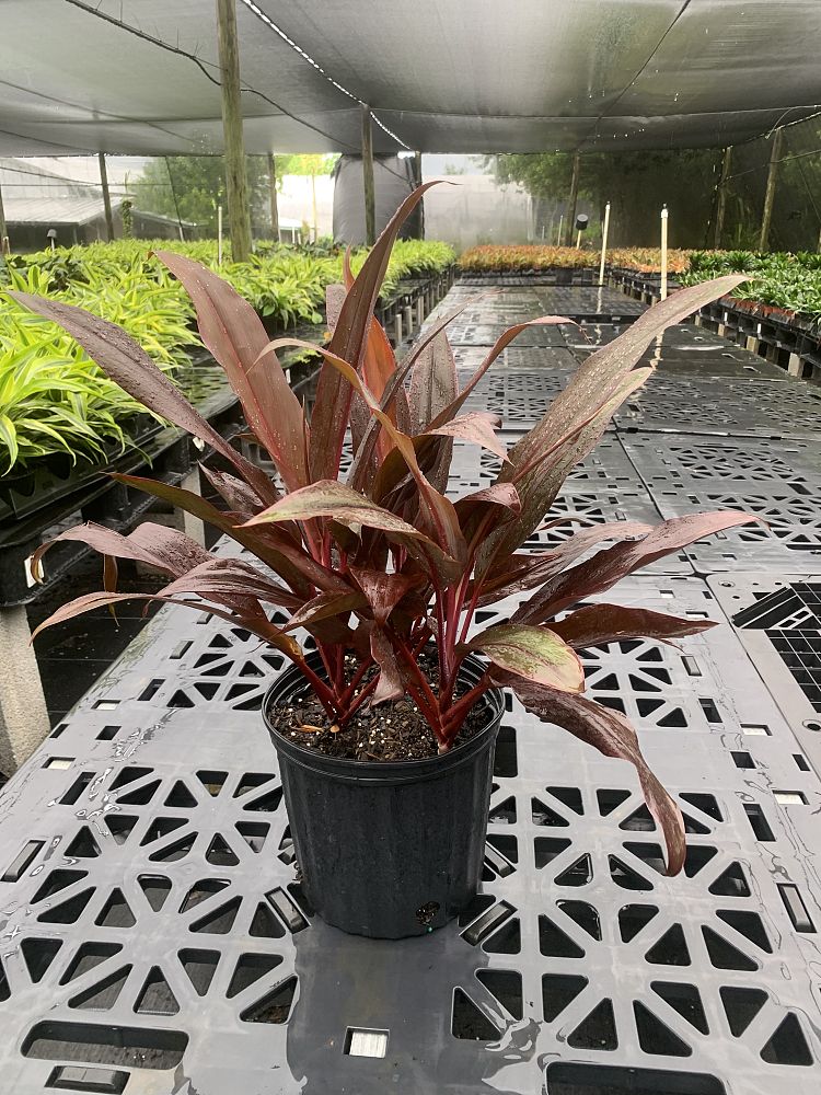 cordyline-fruticosa-auntie-lou-ti-plant-cordyline-terminalis-dracaena-terminalis