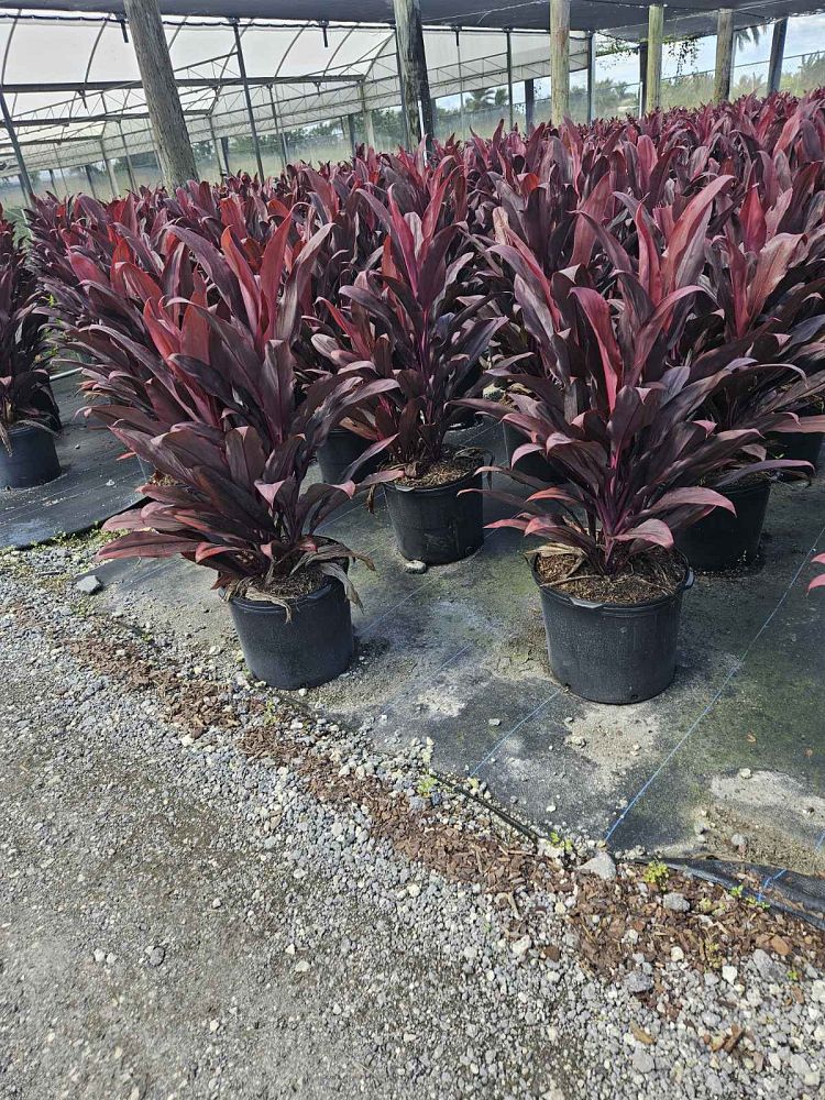 cordyline-fruticosa-auntie-lou-ti-plant-cordyline-terminalis-dracaena-terminalis