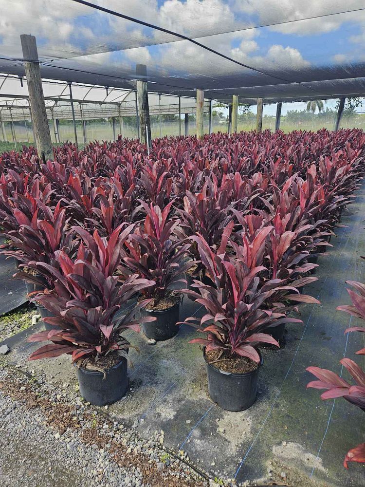 cordyline-fruticosa-auntie-lou-ti-plant-cordyline-terminalis-dracaena-terminalis