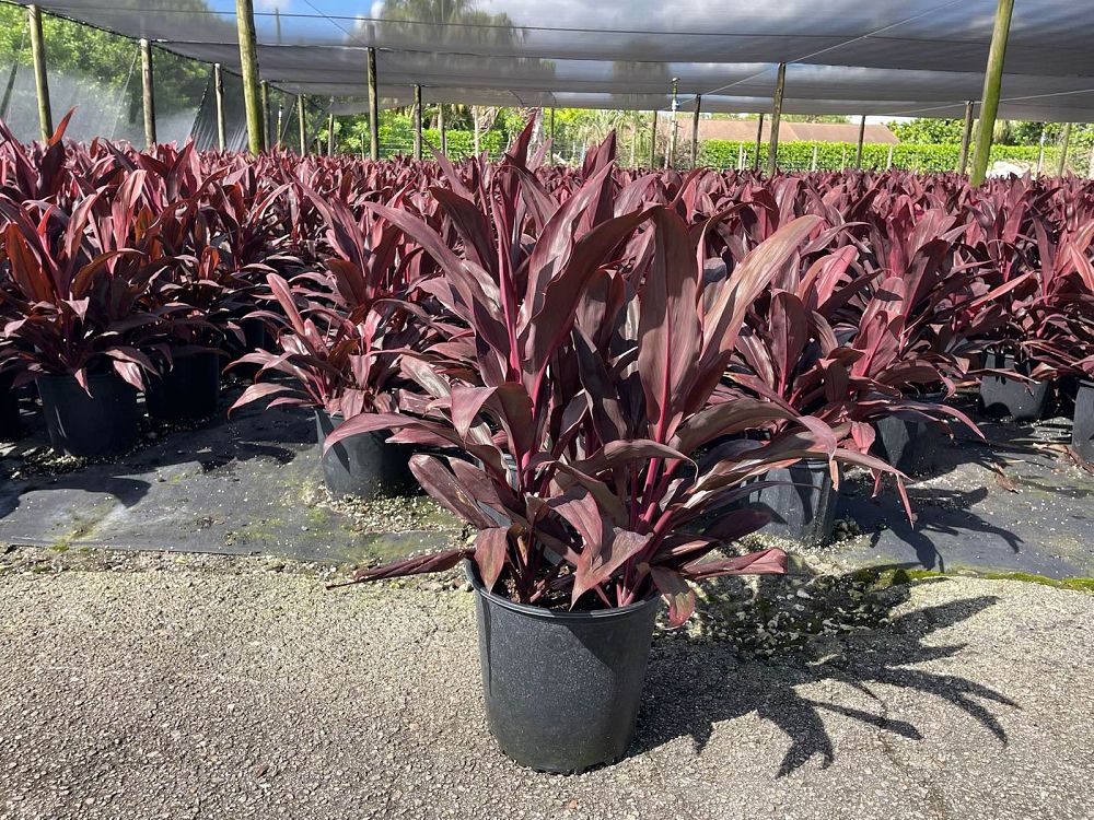 cordyline-fruticosa-auntie-lou-ti-plant-cordyline-terminalis-dracaena-terminalis