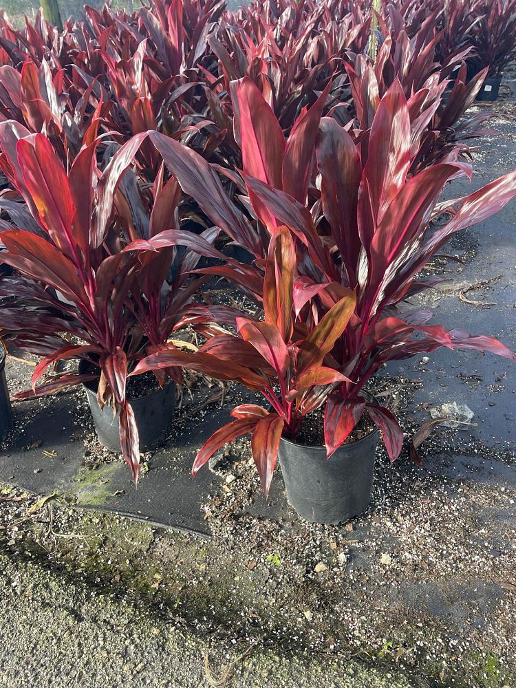 cordyline-fruticosa-auntie-lou-ti-plant-cordyline-terminalis-dracaena-terminalis