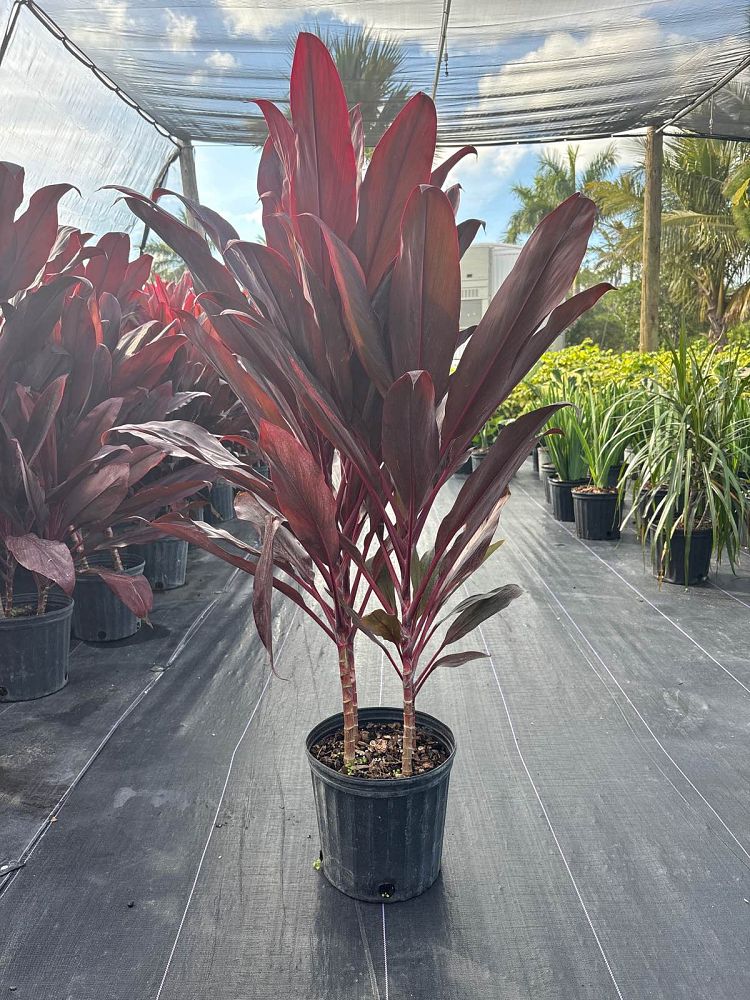cordyline-fruticosa-auntie-lou-ti-plant-cordyline-terminalis-dracaena-terminalis