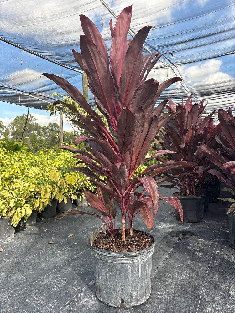cordyline-fruticosa-auntie-lou-ti-plant-cordyline-terminalis-dracaena-terminalis