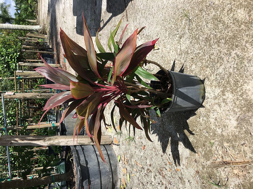 cordyline-fruticosa-baby-spoon-good-luck-plant-ti-plant-hawaiian-ti-plant