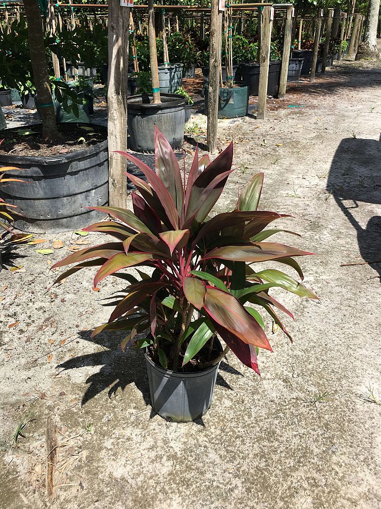 cordyline-fruticosa-baby-spoon-good-luck-plant-ti-plant-hawaiian-ti-plant