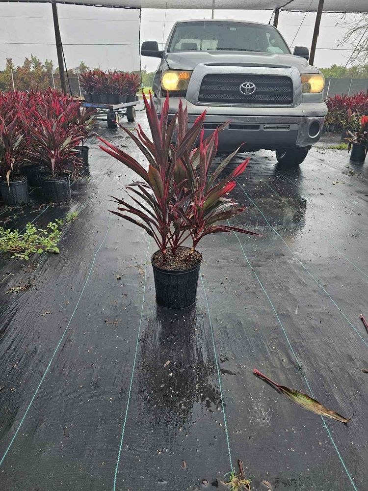 cordyline-fruticosa-bicolor-ti-plant-cordyline-terminalis-dracaena-terminalis