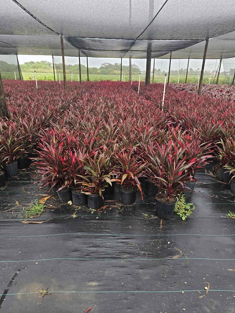 cordyline-fruticosa-bicolor-ti-plant-cordyline-terminalis-dracaena-terminalis