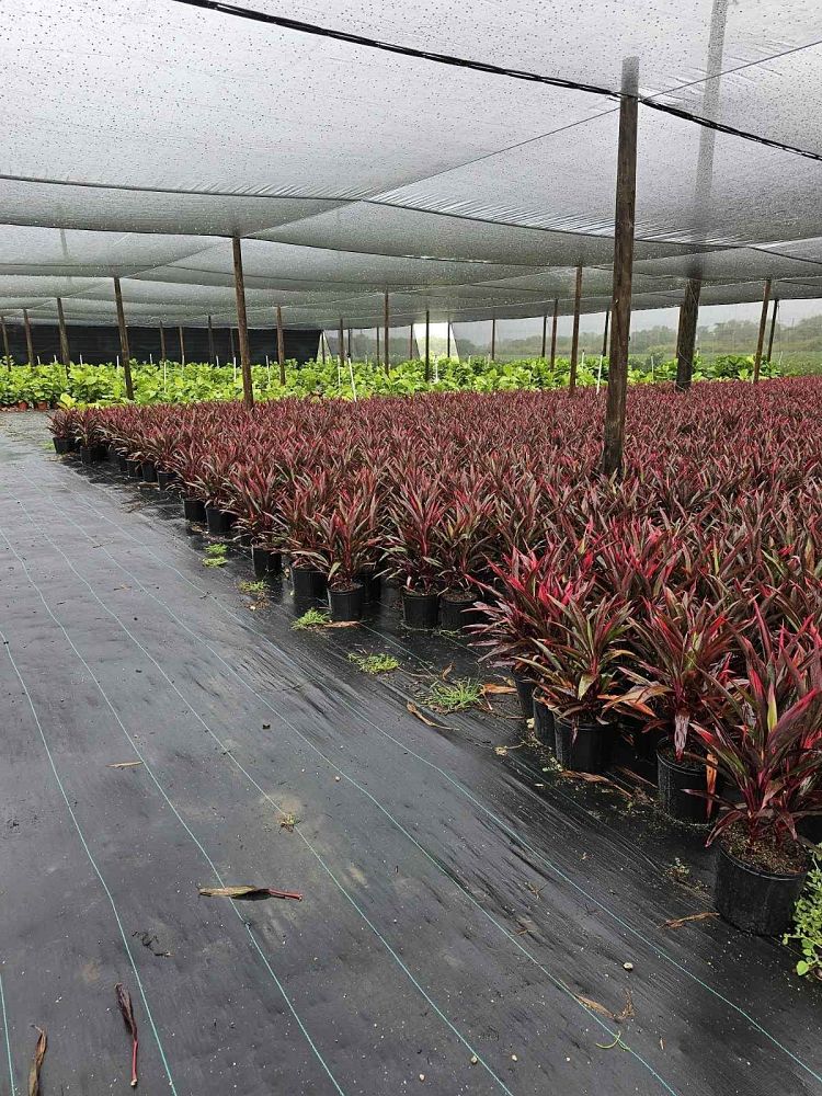 cordyline-fruticosa-bicolor-ti-plant-cordyline-terminalis-dracaena-terminalis