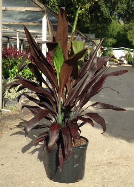 Locate Find Wholesale Plants plantANT com Locate Find Wholesale Plants plantANT com
