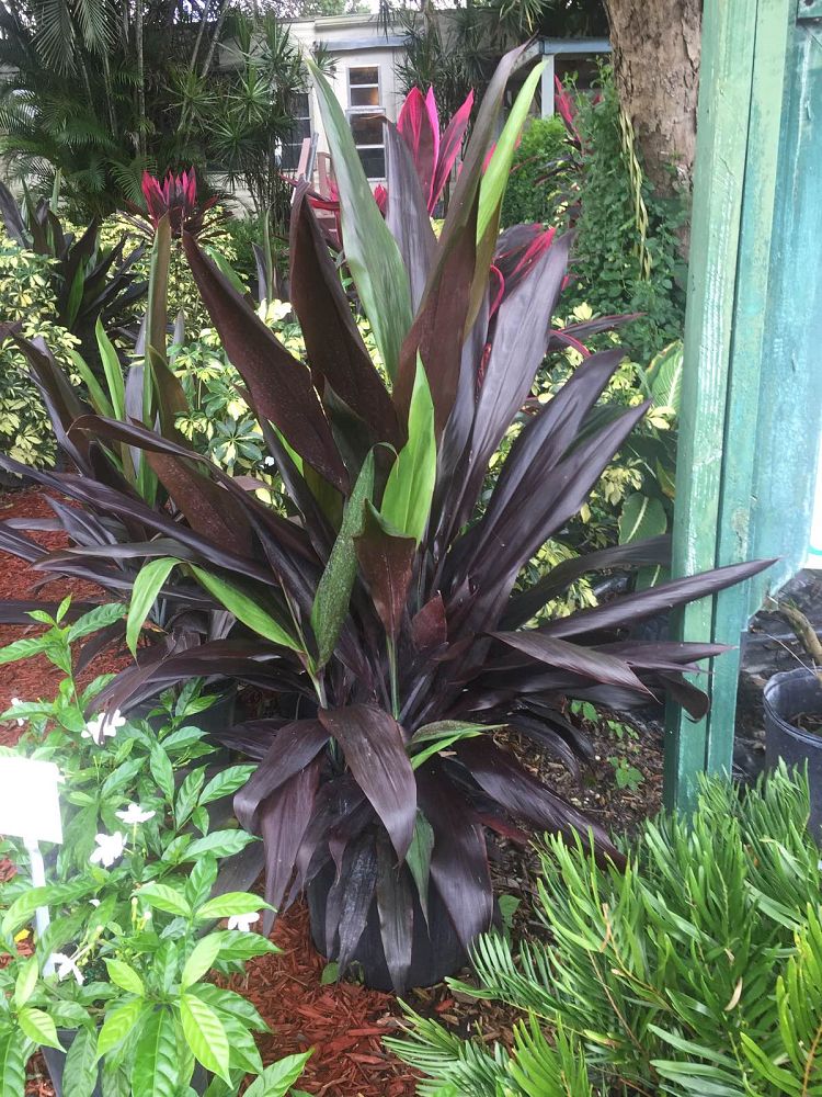 Southern Native Nursery Inc plantANT com