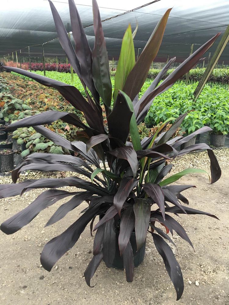 cordyline-fruticosa-black-magic-ti-plant-cordyline-terminalis-dracaena-terminalis