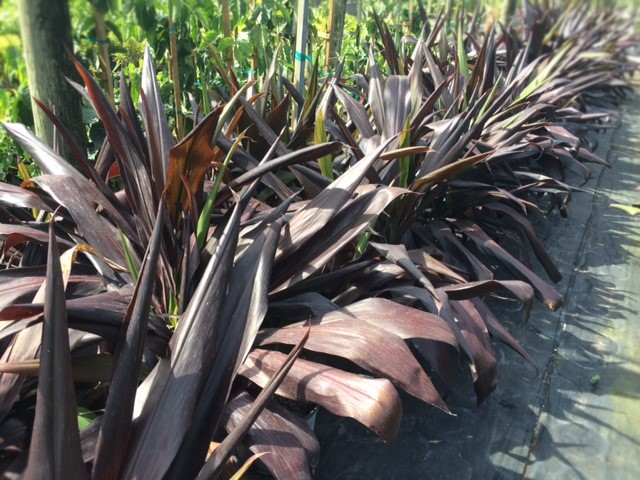 cordyline-fruticosa-black-magic-ti-plant-cordyline-terminalis-dracaena-terminalis