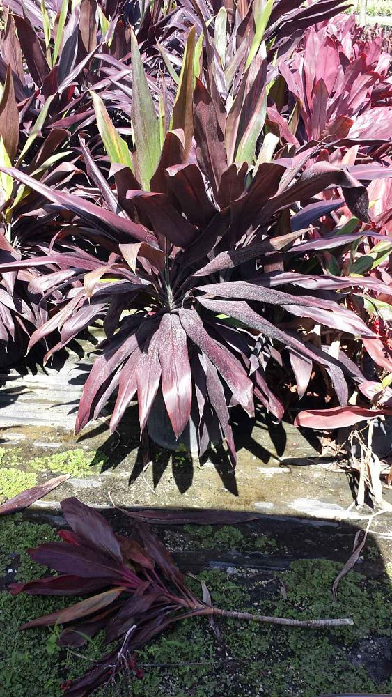 cordyline-fruticosa-black-magic-ti-plant-cordyline-terminalis-dracaena-terminalis