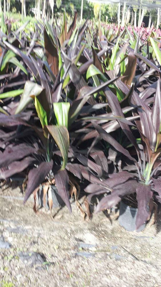 cordyline-fruticosa-black-magic-ti-plant-cordyline-terminalis-dracaena-terminalis
