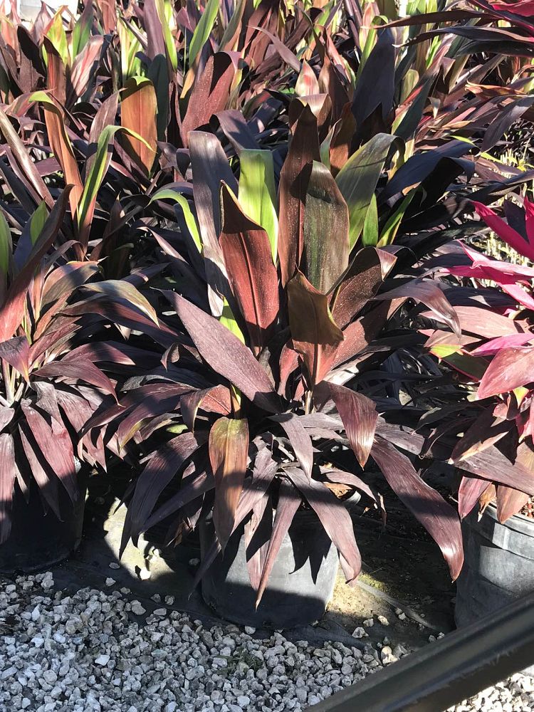 cordyline-fruticosa-black-magic-ti-plant-cordyline-terminalis-dracaena-terminalis
