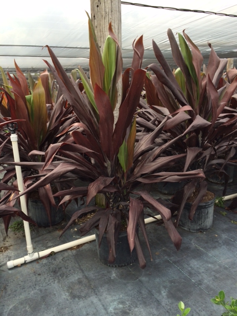 cordyline-fruticosa-black-magic-ti-plant-cordyline-terminalis-dracaena-terminalis