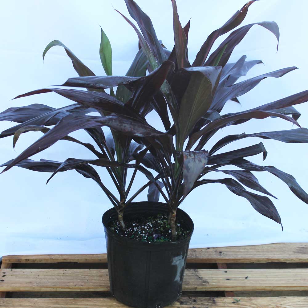 cordyline-fruticosa-black-magic-ti-plant-cordyline-terminalis-dracaena-terminalis