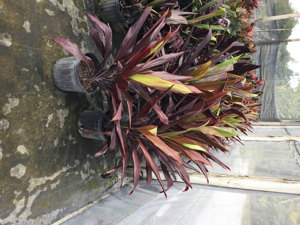 cordyline-fruticosa-black-magic-ti-plant-cordyline-terminalis-dracaena-terminalis