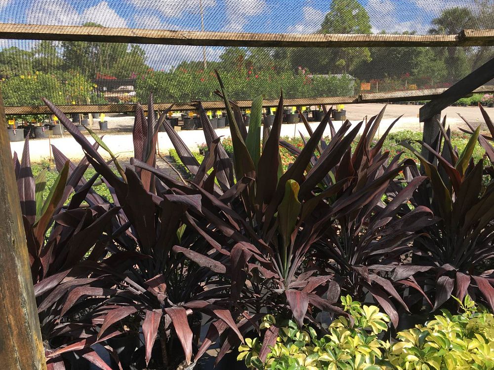 cordyline-fruticosa-black-magic-ti-plant-cordyline-terminalis-dracaena-terminalis