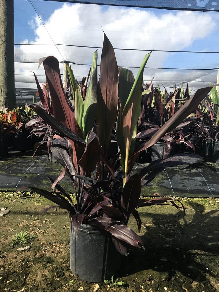 cordyline-fruticosa-black-magic-ti-plant-cordyline-terminalis-dracaena-terminalis