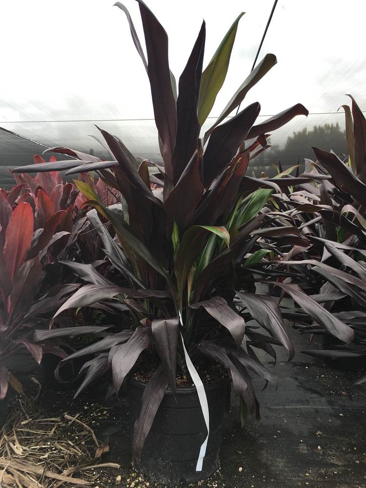 cordyline-fruticosa-black-magic-ti-plant-cordyline-terminalis-dracaena-terminalis