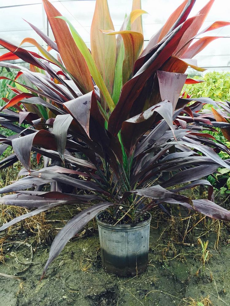 cordyline-fruticosa-black-magic-ti-plant-cordyline-terminalis-dracaena-terminalis