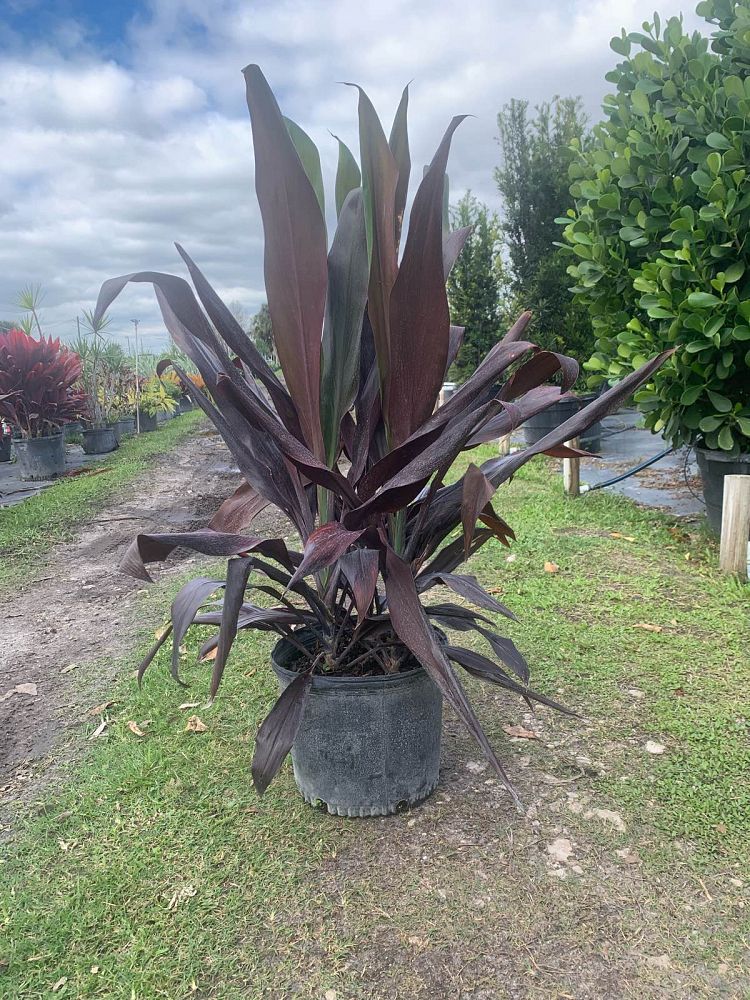 cordyline-fruticosa-black-magic-ti-plant-cordyline-terminalis-dracaena-terminalis