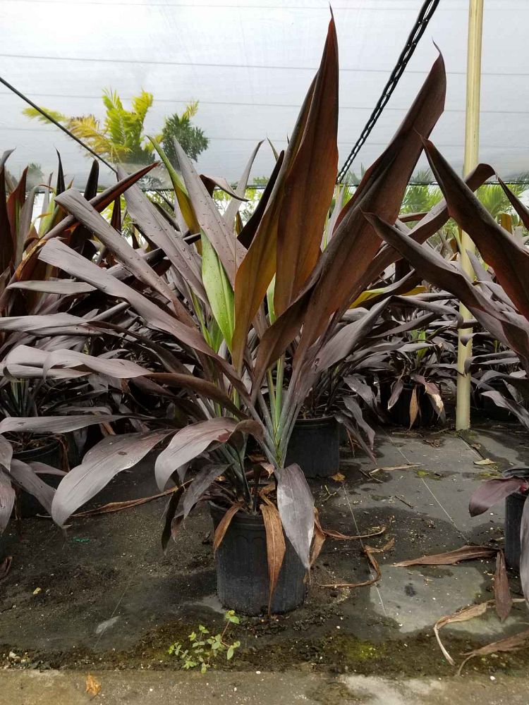 cordyline-fruticosa-black-magic-ti-plant-cordyline-terminalis-dracaena-terminalis