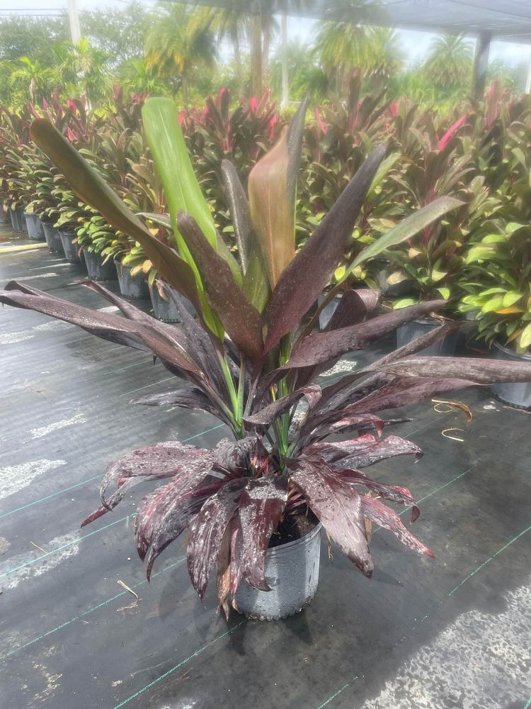 cordyline-fruticosa-black-magic-ti-plant-cordyline-terminalis-dracaena-terminalis
