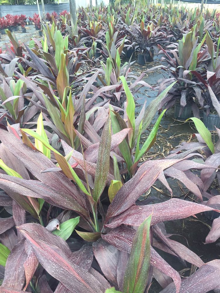 cordyline-fruticosa-black-magic-ti-plant-cordyline-terminalis-dracaena-terminalis