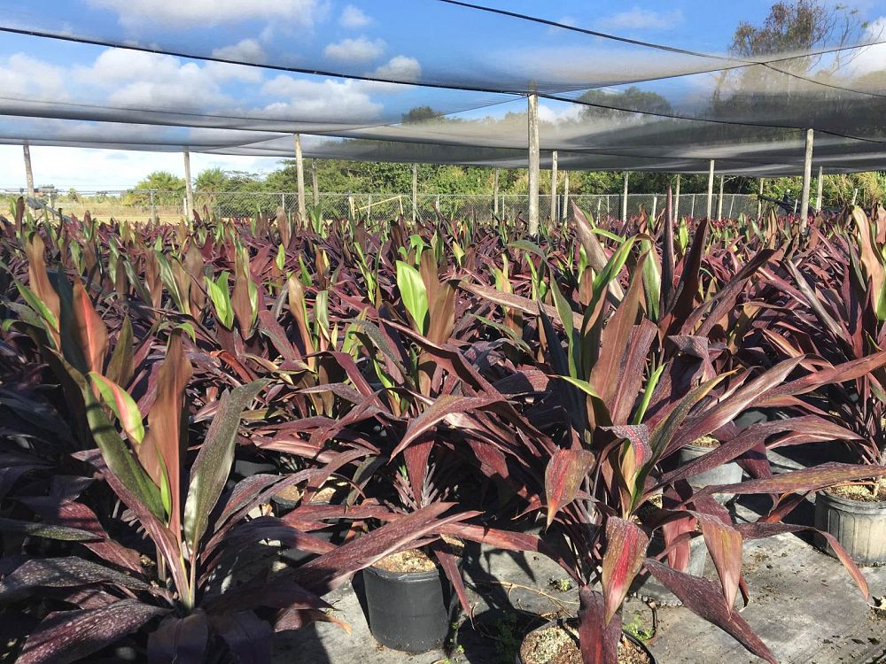 cordyline-fruticosa-black-magic-ti-plant-cordyline-terminalis-dracaena-terminalis