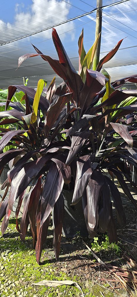 cordyline-fruticosa-black-magic-ti-plant-cordyline-terminalis-dracaena-terminalis
