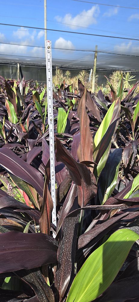 cordyline-fruticosa-black-magic-ti-plant-cordyline-terminalis-dracaena-terminalis