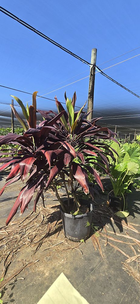 cordyline-fruticosa-black-magic-ti-plant-cordyline-terminalis-dracaena-terminalis
