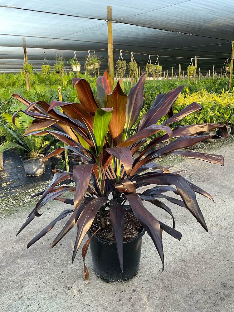 cordyline-fruticosa-black-magic-ti-plant-cordyline-terminalis-dracaena-terminalis