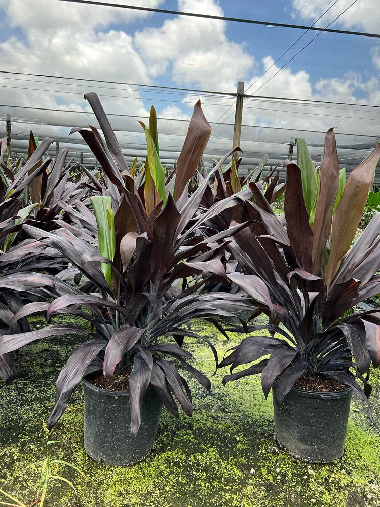 cordyline-fruticosa-black-magic-ti-plant-cordyline-terminalis-dracaena-terminalis