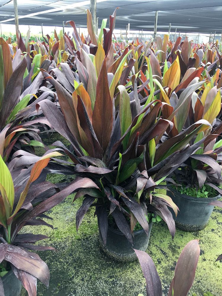 cordyline-fruticosa-black-magic-ti-plant-cordyline-terminalis-dracaena-terminalis