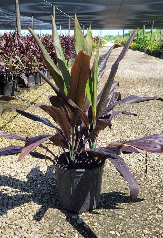 cordyline-fruticosa-black-magic-ti-plant-cordyline-terminalis-dracaena-terminalis