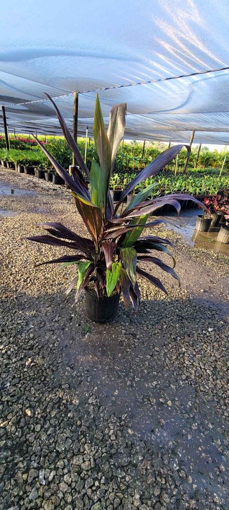 cordyline-fruticosa-black-magic-ti-plant-cordyline-terminalis-dracaena-terminalis