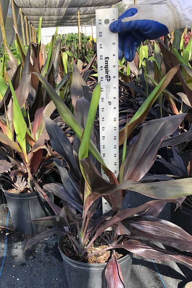 cordyline-fruticosa-black-magic-ti-plant-cordyline-terminalis-dracaena-terminalis